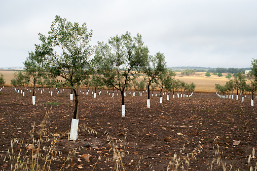 Row of olive trees under a cloudy sky, and with a cereal field in the background.