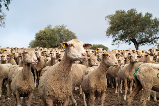 Flock of sheep under cloudy skies, looking directly into the camera.