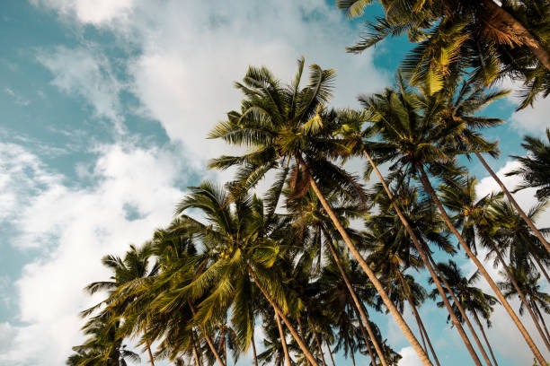 istock Summer background. Low angle view of tropical palm trees over clear blue sky 1494783730