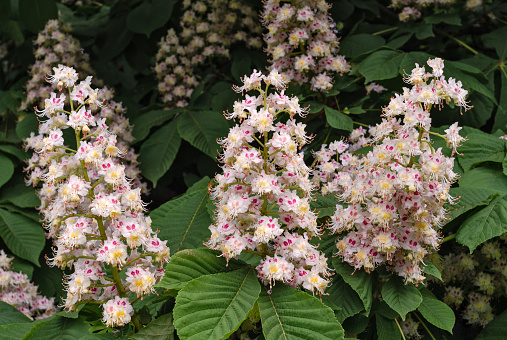 Inflorescences of horse chestnut. White chestnut flowers. Flowers and plants