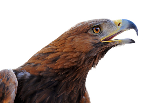 portrait of a Golden Eagle ,Aquila chrysaetos in front of white background