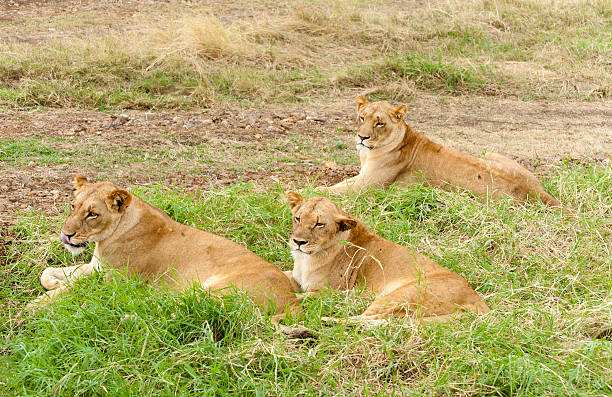 African roadside Three african lioness resting roadside, Eastern Africa safari animals lion road scenics stock pictures, royalty-free photos & images
