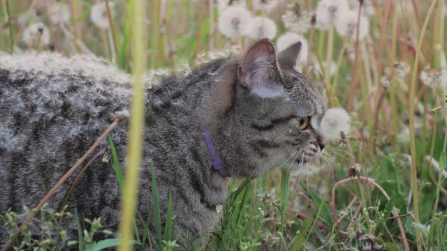 Scottish straight-eared cat in down from dandelion flowers, eating green grass in a meadow