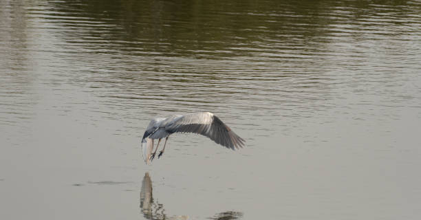 Gray heron flying in the sky