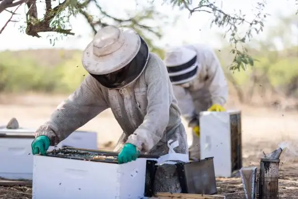 Two men wearing protective beekeeping suits are transferring trays of honey bees from one hive to another