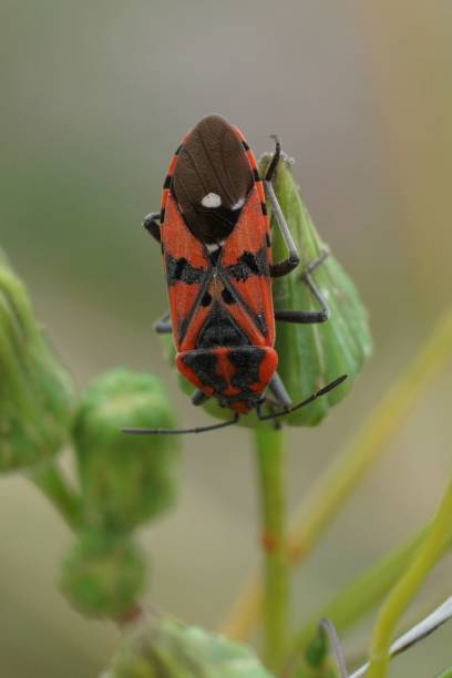 istock Vertical closeup on the colorful red Lygaedae seed bug, Spilostethus pandurus 1494789247