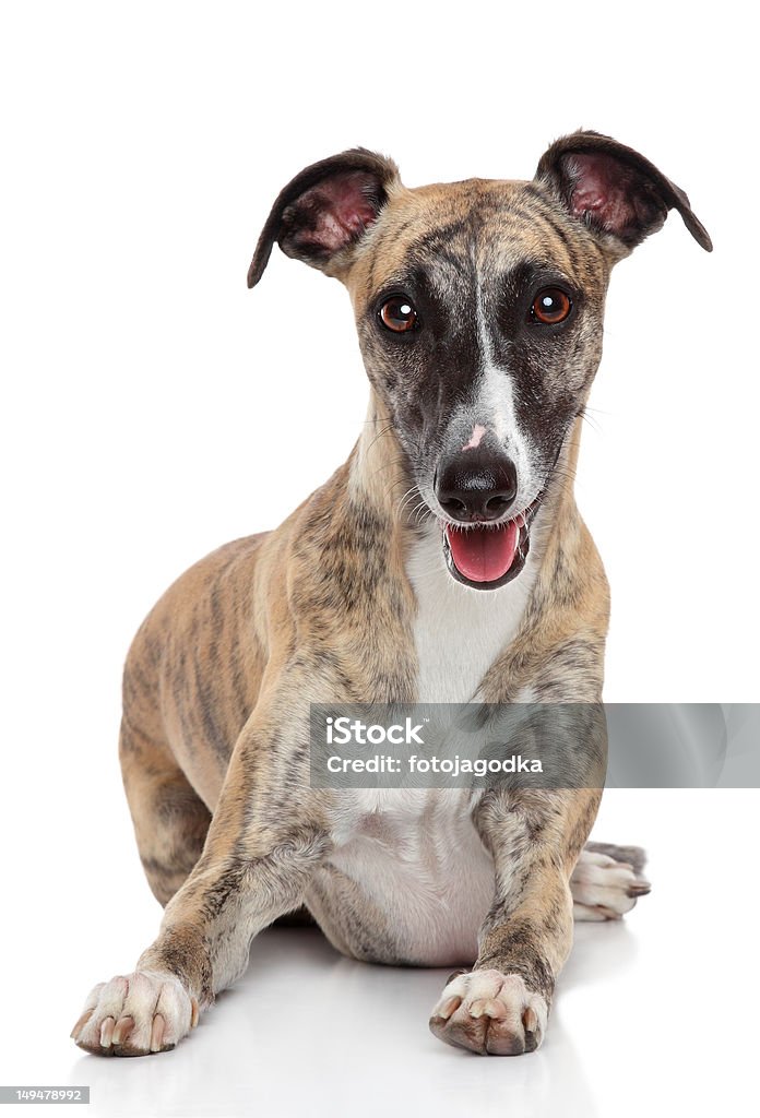 Whippet perro sobre fondo blanco - Foto de stock de Fondo blanco libre de derechos