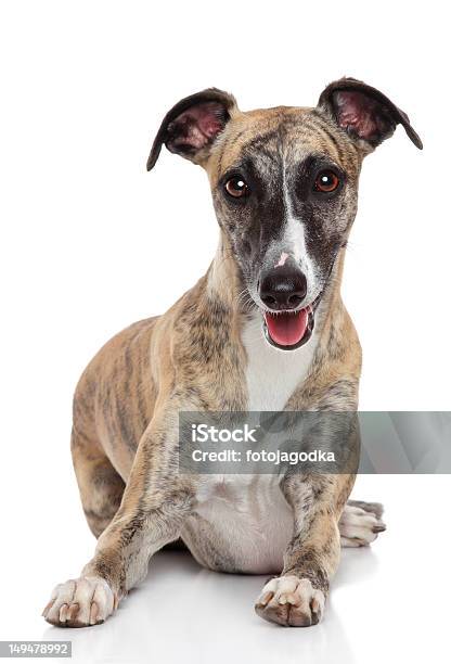 Whippet Perro Sobre Fondo Blanco Foto de stock y más banco de imágenes de Fondo blanco - Fondo blanco, Galgo inglés, Animal