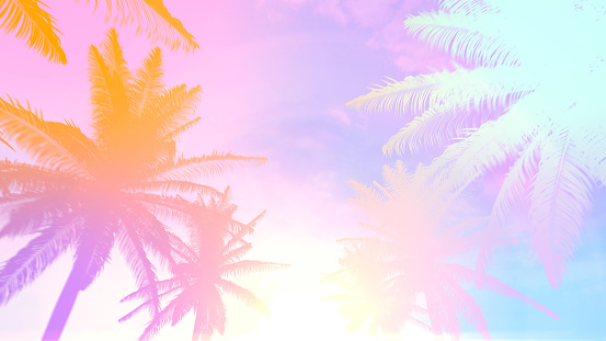 1980s retro background with tropical summer palm tree and sunlight.