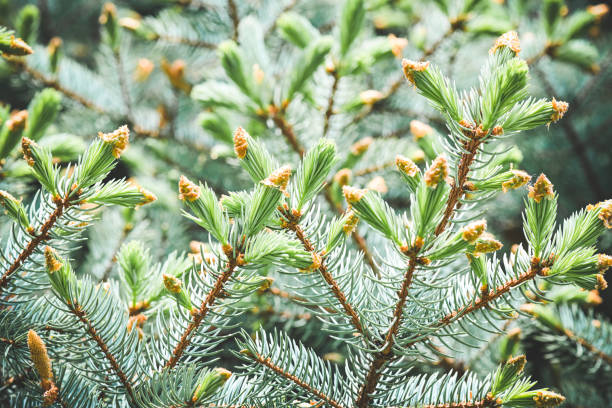 Blue conifer cones on white and green twig.