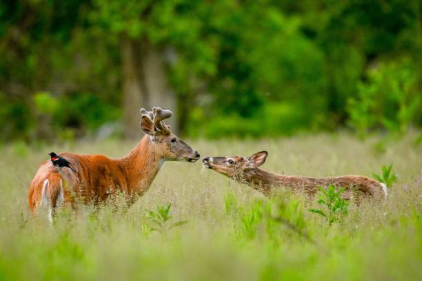 istock White-tailed deer standing in a meadow of lush greenery. 1494793783