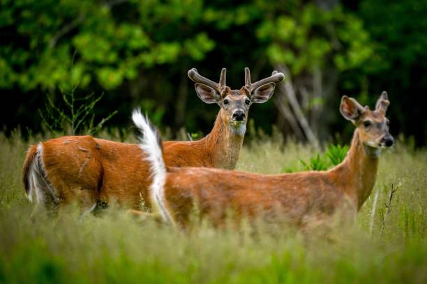 istock White-tailed deer standing in a meadow of lush greenery. 1494793815