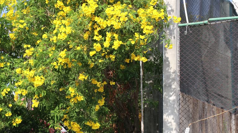 A view of beautiful clusters of yellow flowers blooming on branches.