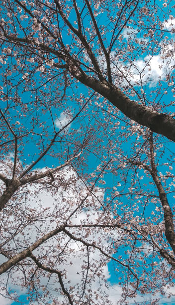 istock Sakura cherry blossom taken in spring in Japan 1494794476
