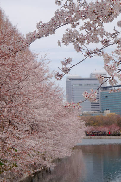 istock Sakura cherry blossom taken in spring in Japan 1494794908