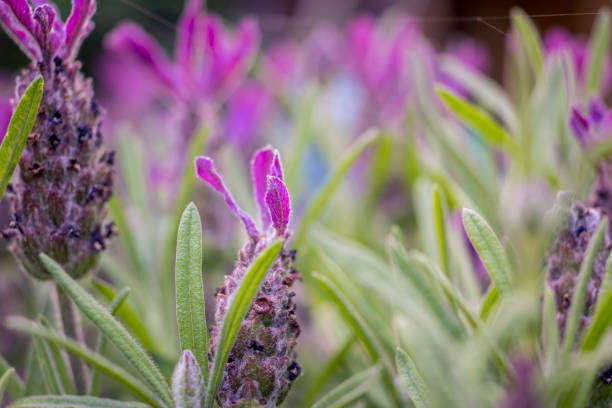 Macro closeup shot of lavender field with blurry background and selective focus
