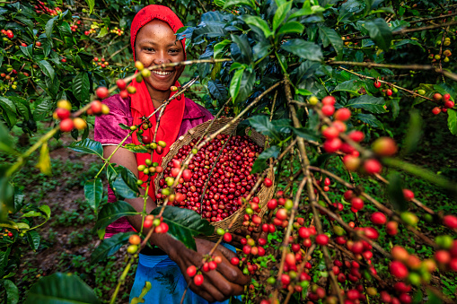 istock Young African woman collecting coffee cherries, East Africa 1494796962