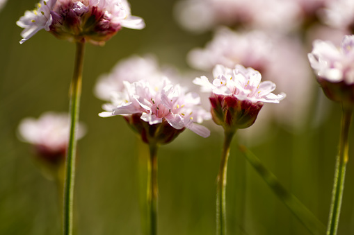 Sea Thrift beside a beach Uig island of Lewis Scotland.