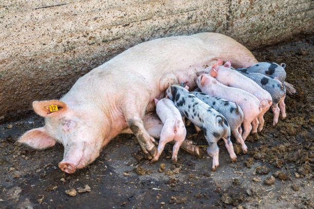Closeup newborn piglets suck the breasts of his mother