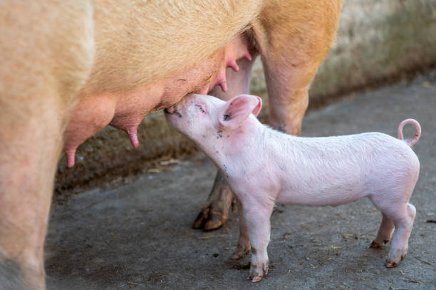 istock cute, healthy piglets reared on the Demeter farm 1494799840