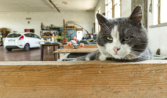 A drowsy and bemused cat captured in the setting of a garage.