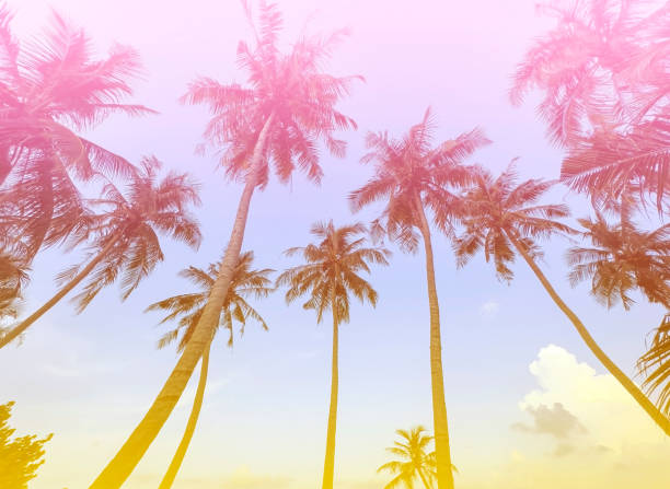 istock Summer with colorful theme as palm trees background as texture frame background 1494800056