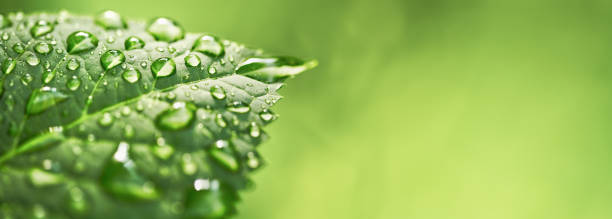 krople deszczu mokry liść z miejscem na kopiowanie - chloroplasty zdjęcia i obrazy z banku zdjęć
