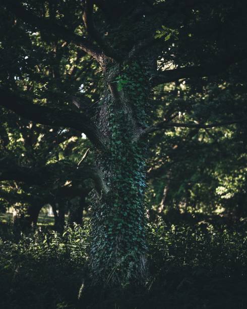 istock a green ivy covered tree standing under a shady shade of trees 1494801996