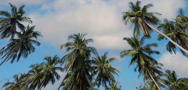 Port-Bouët, Abidjan, Ivory Coast: coconut tree lined waterfront - horizon on the Gulf of Guinea, Atlantic Ocean.
