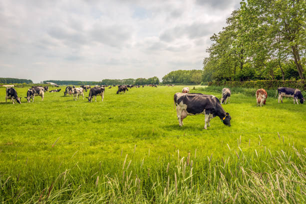 istock Group of cows graze imperturbably in the meadow 1494802390