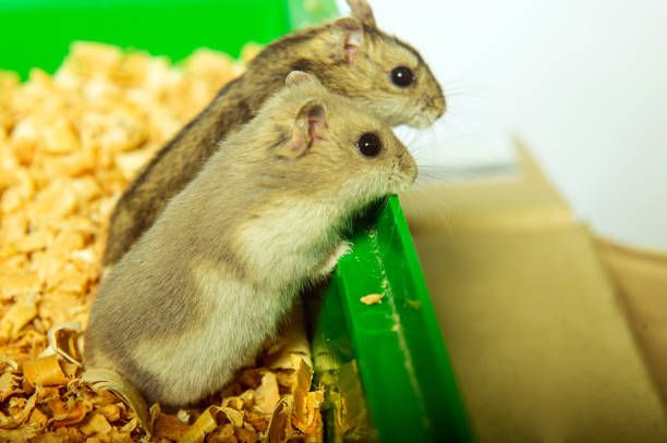 istock Syrian hamster in studio of his hamster house 1494802894