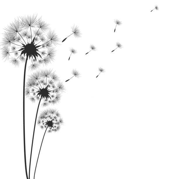 цветки одуванчика с семенами, развевающимися на ветру. вектор - grass family backgrounds sea wind stock illustrations