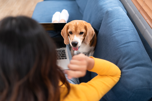 Asian young woman with beagle dog with dog training activities to obey commands in the living room of the house