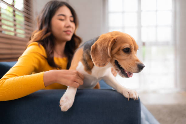 istock On weekends, a beagle and her owner sit in their living room, 1494809964