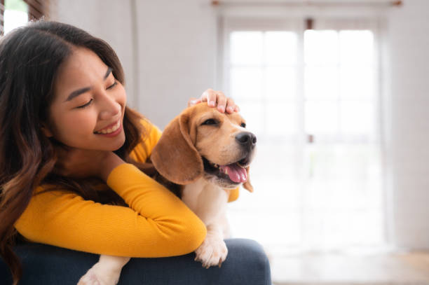 istock On weekends, a beagle and her owner sit in their living room, 1494809967