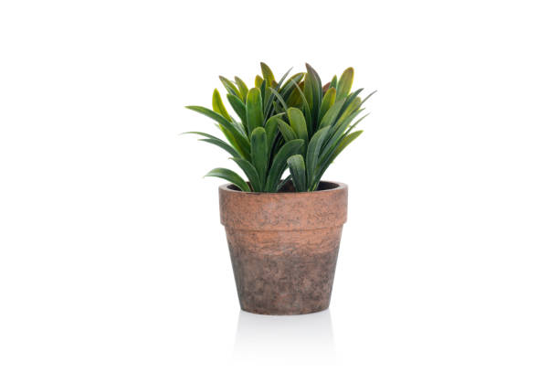 istock Pot fake plant isolated on white background with clipping path. 1494810620