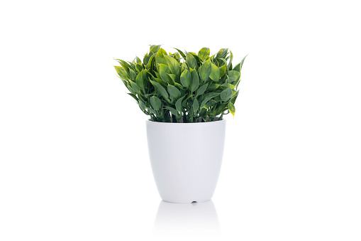 Pot fake plant isolated on white background with clipping path.