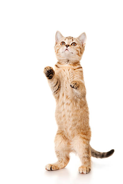 istock Funny brown cat jumps up 149481084