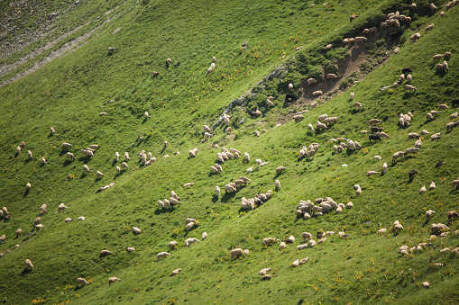 Large flock of free-range sheep at pasture at high mountains
