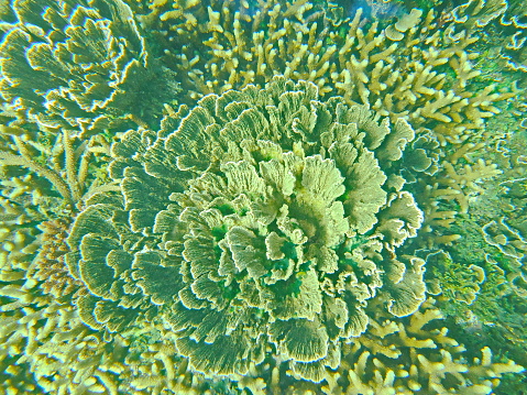 Montipora aquituberculata in the floor of the sea