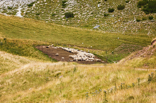 Flock of free-range sheep  after pasture at high mountains in cattle pen