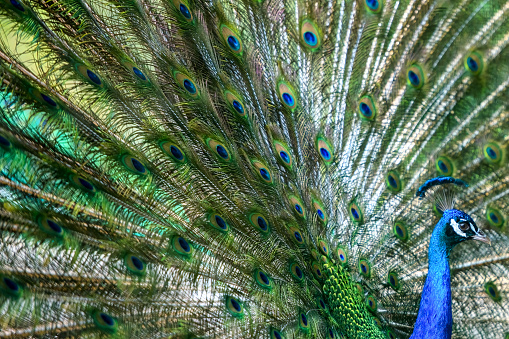 Peafowl feather features