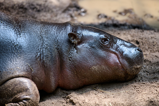 Pygmy Hippopotamus, Choeropsis liberiensis