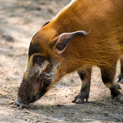 Red river hog,  Potamochoerus larvatus