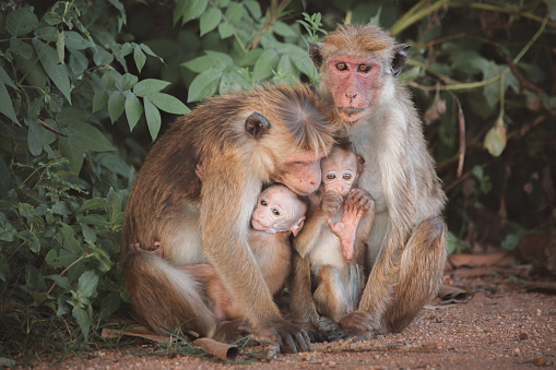 Daily scene in a tribe of long-tailed macaques in the Sacred Monkey Forest in Ubud on the island of Bali in Indonesia.