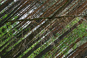 Background wallpaper dense forest with a broken tree, dark atmosphere