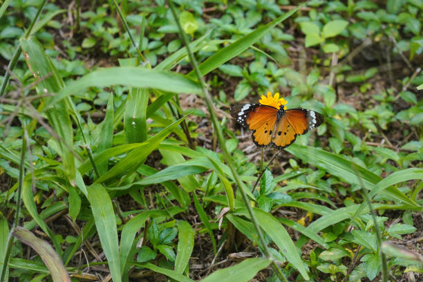 Plain tiger butterfly - aka African Queen - Danaus chrysippus - sitting on small yellow flower, green grass around.