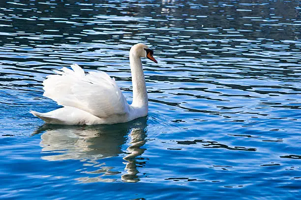 White swan swimming in the lake