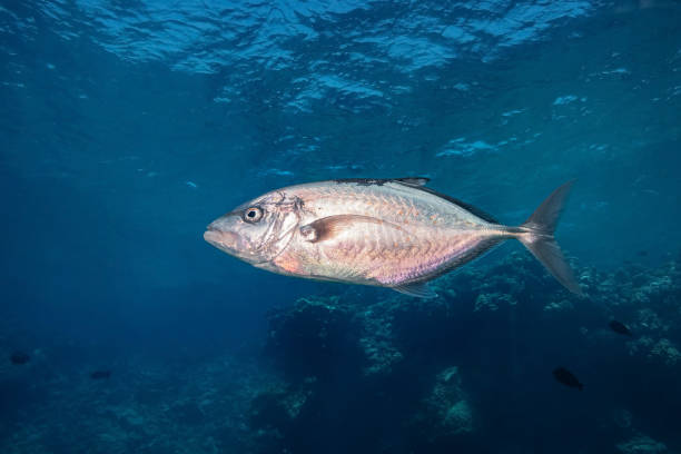 istock Yellowspotted Trevally (Carangoides Fulvoguttatus) 1494814007
