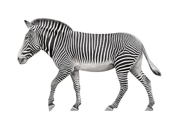 zebra auf weißem hintergrund - zebra walk stock-fotos und bilder